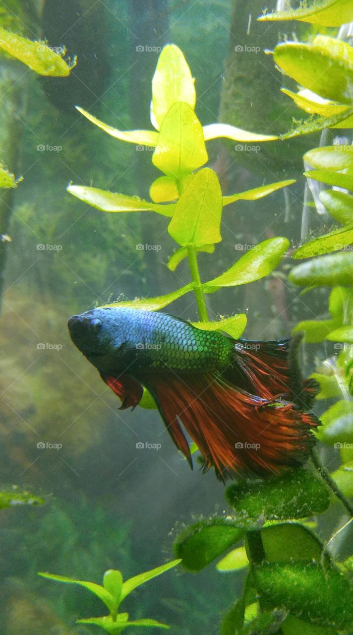 Blue and red fancy tailed betta fish.