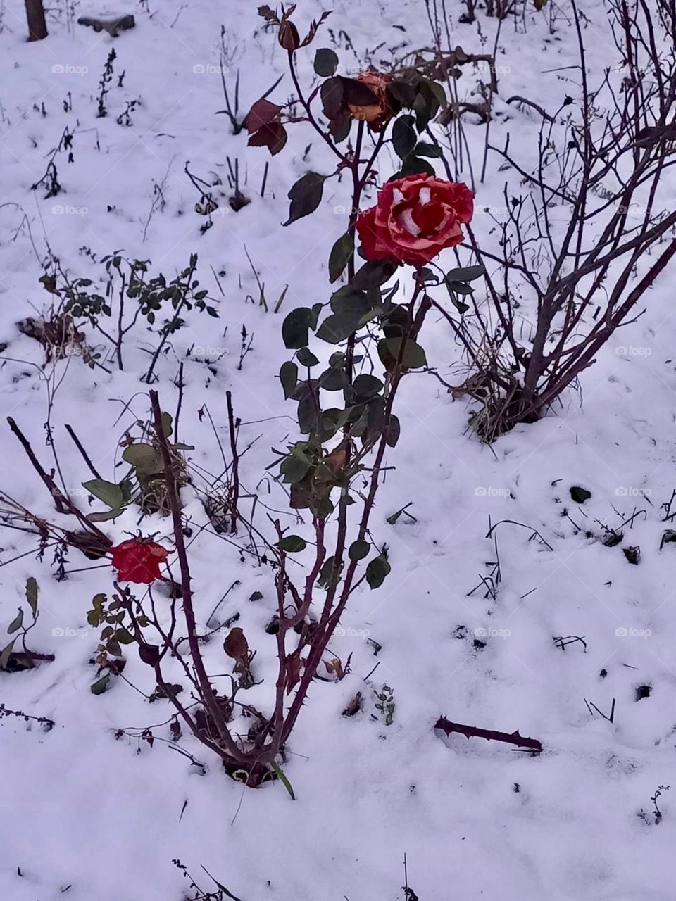 snow-covered red rose bush on a January day