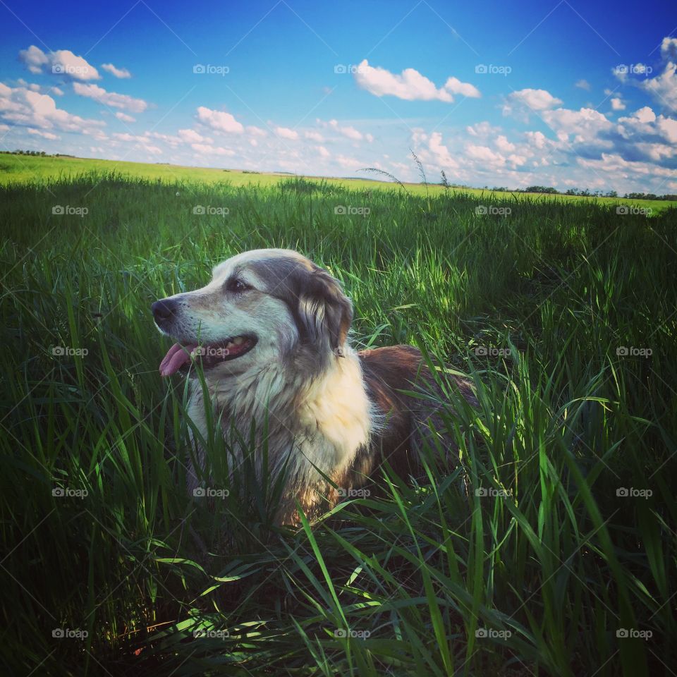 Miley in the field 