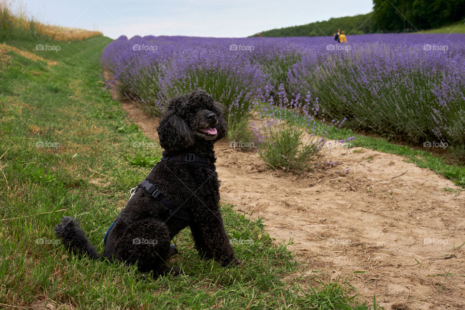 Poodle dog in lavender field 