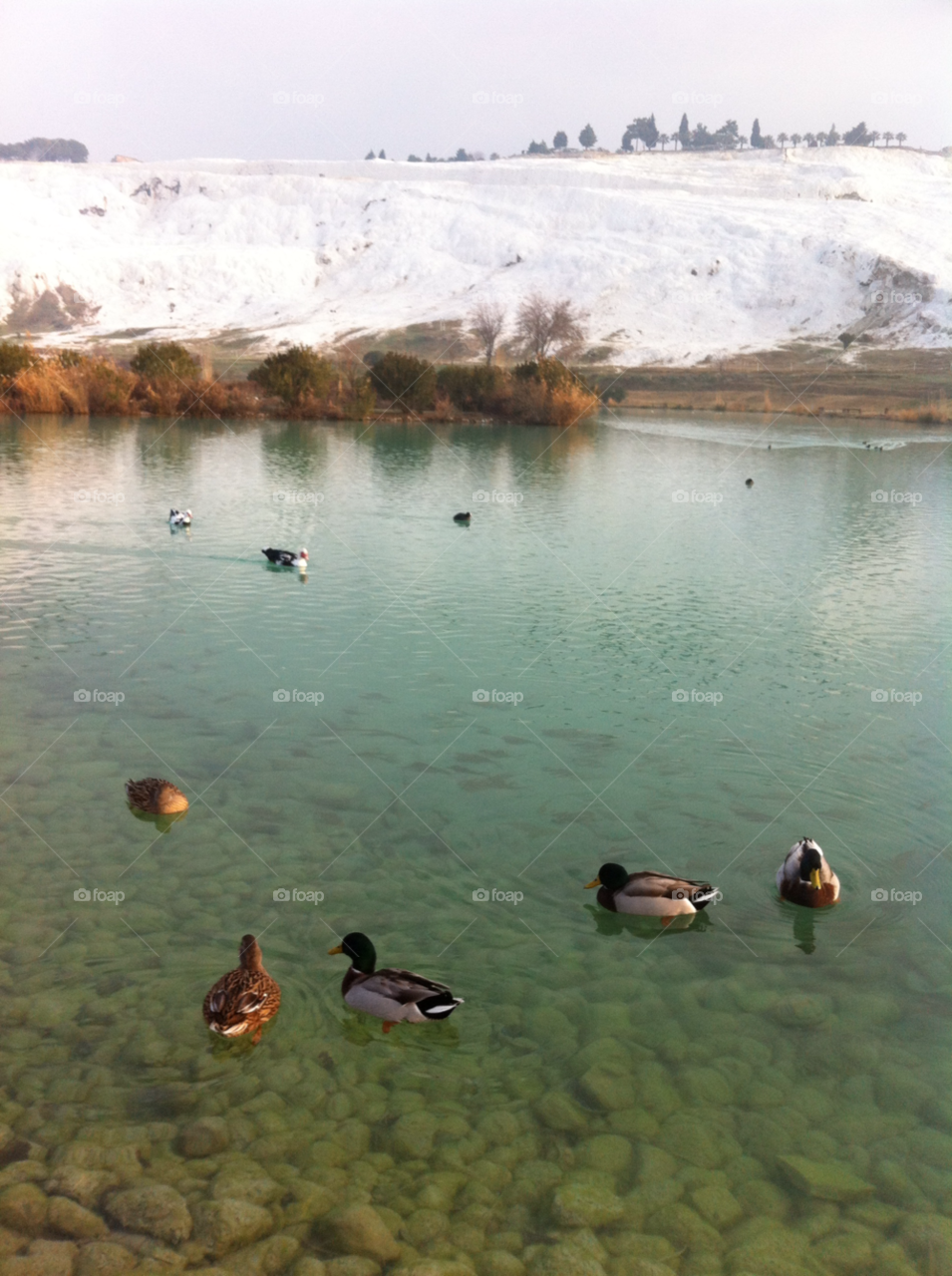 duck hot spring mallard pamukkale by inge.hans