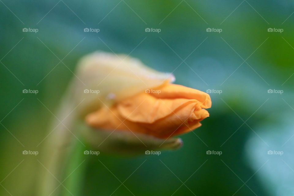 Nasturtium bud