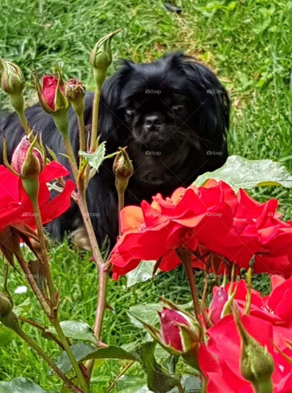 a dog in the flowers