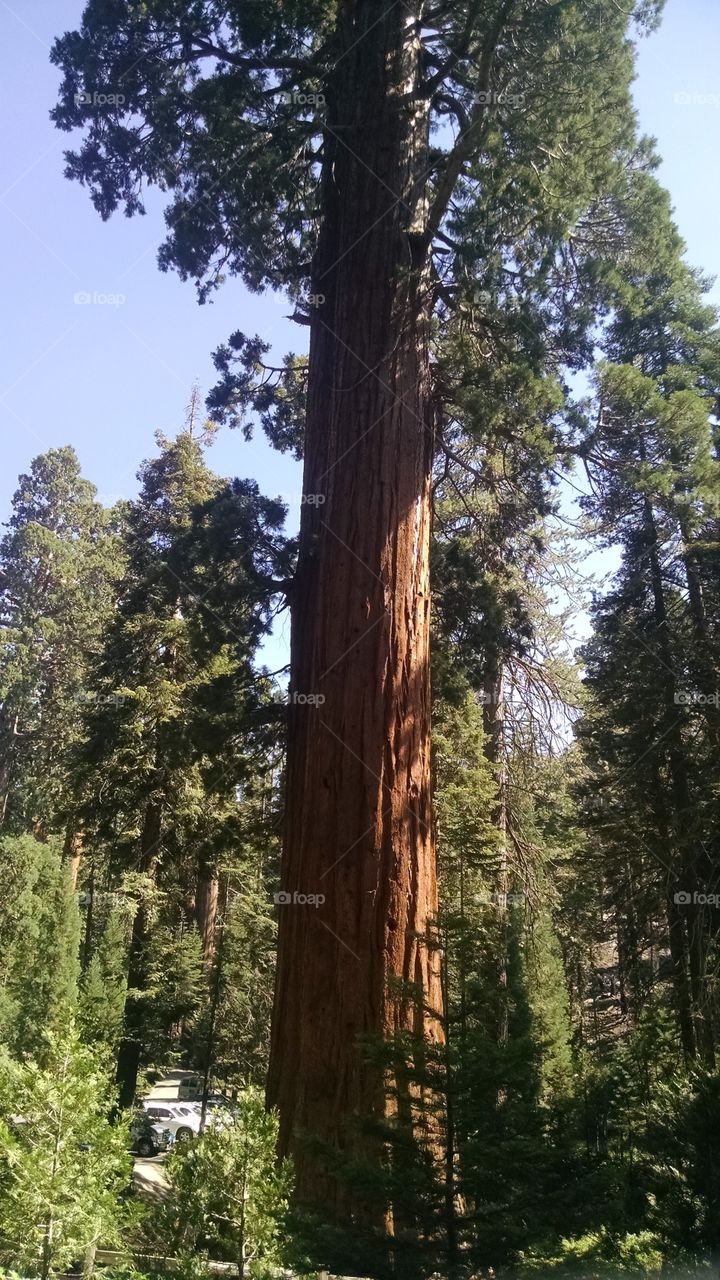 Tree, Wood, Sequoia, No Person, Nature
