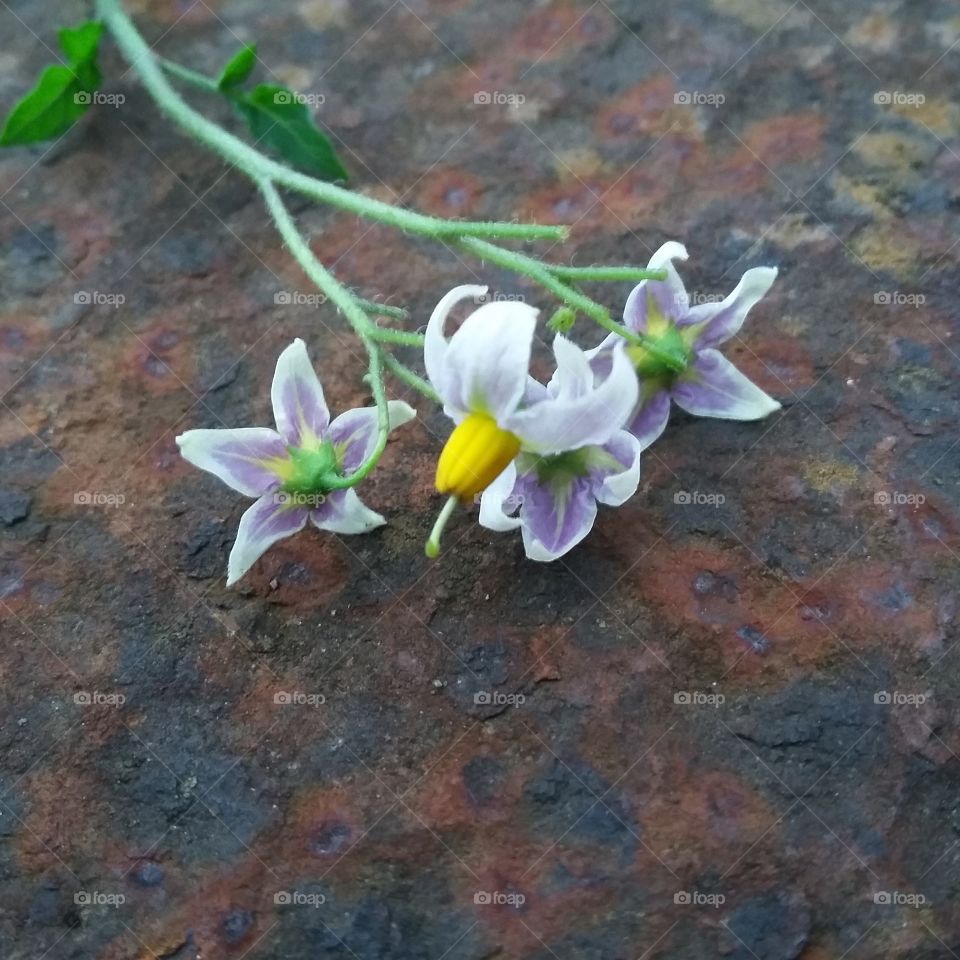 Flower, Nature, Flora, Blooming, Petal