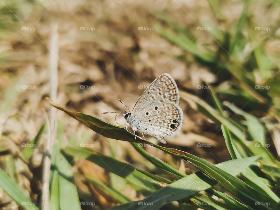 Ceraunus Blue butterfly (Hemiargus ceraunus)