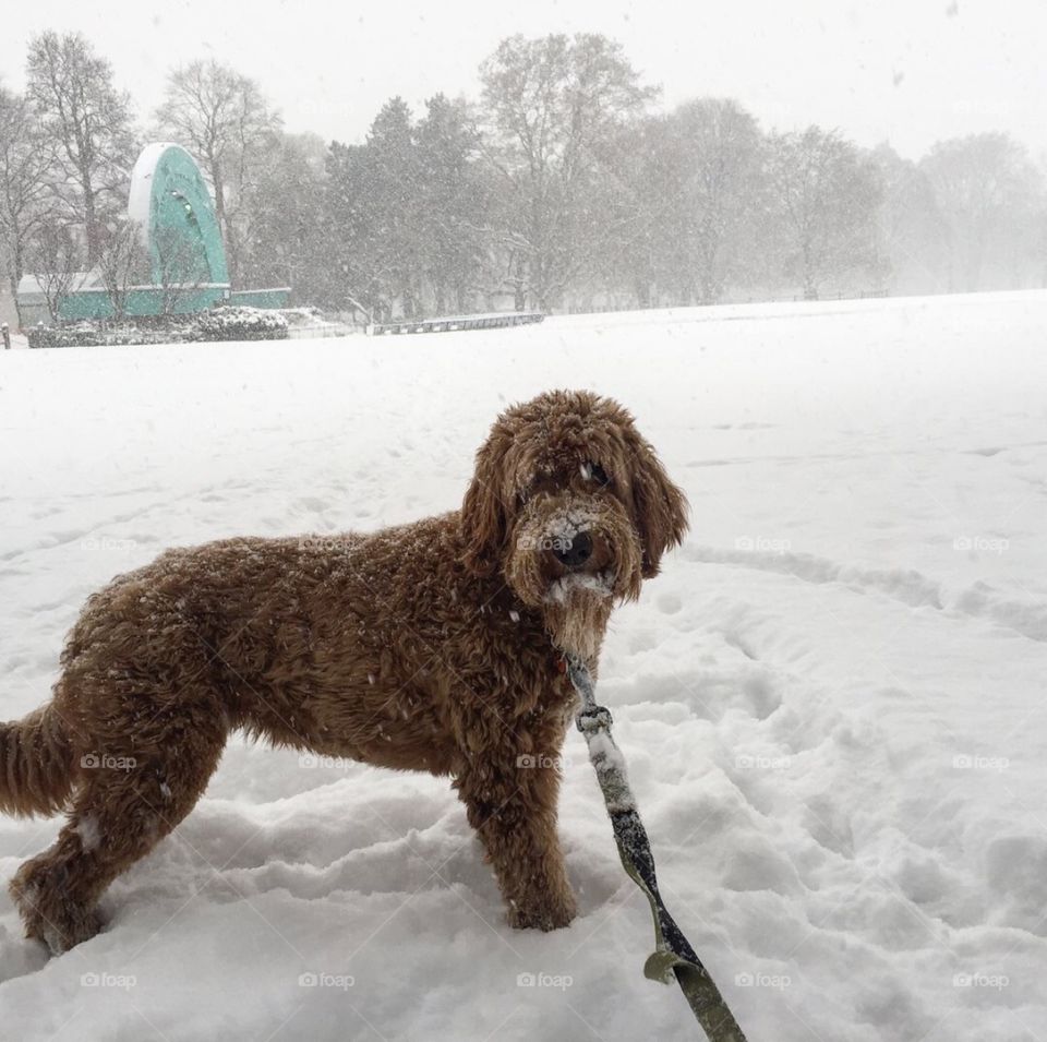 Dog walking in the Snow