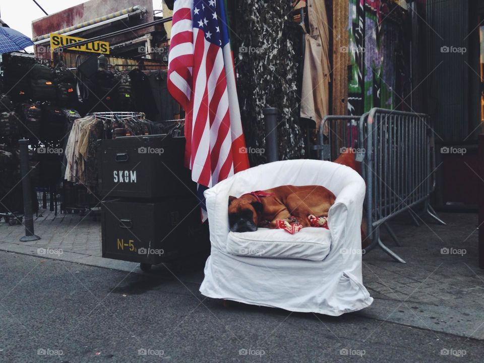 sleeping doggy in the market