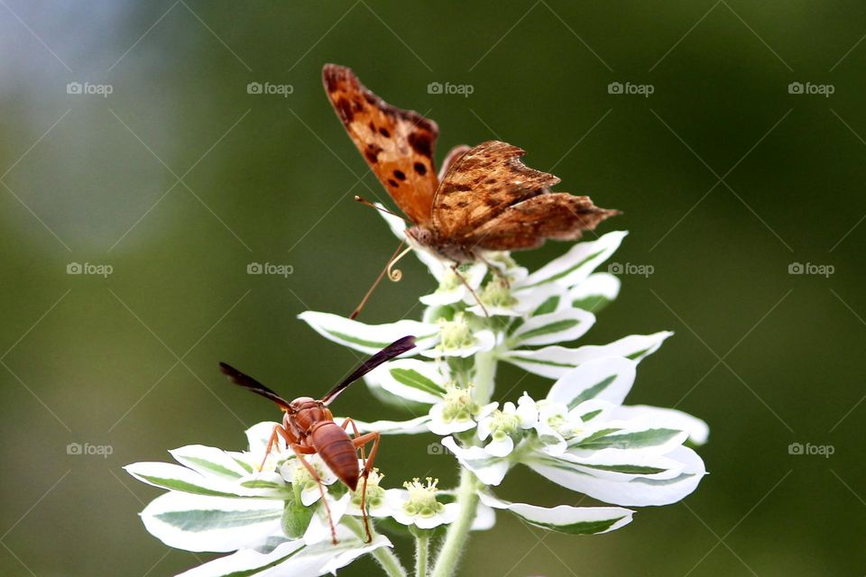 Question mark butterfly