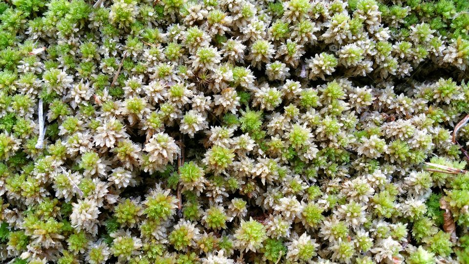 Ever wonder what moss looks like up close?