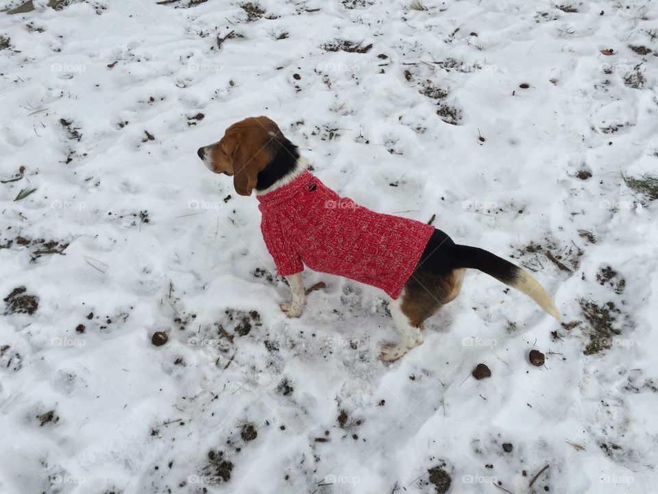 Cold Beagle's first day in the snow