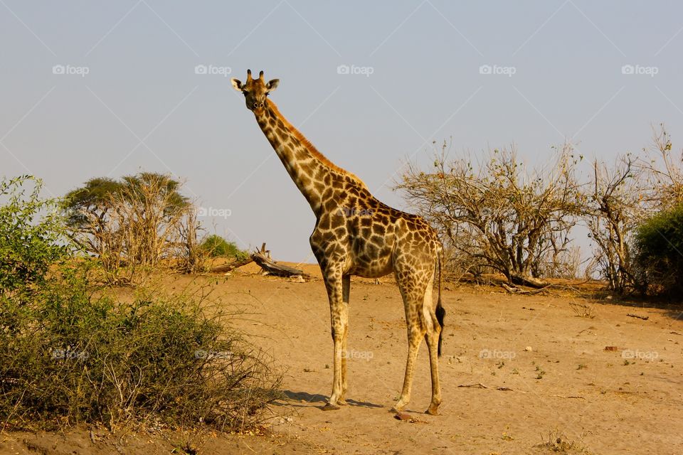 A curious giraffe. 