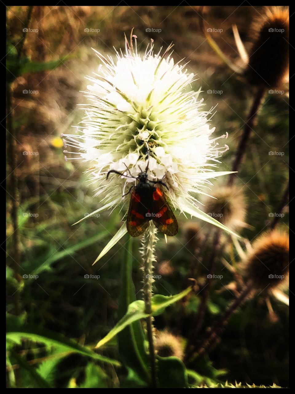 Insect and flower