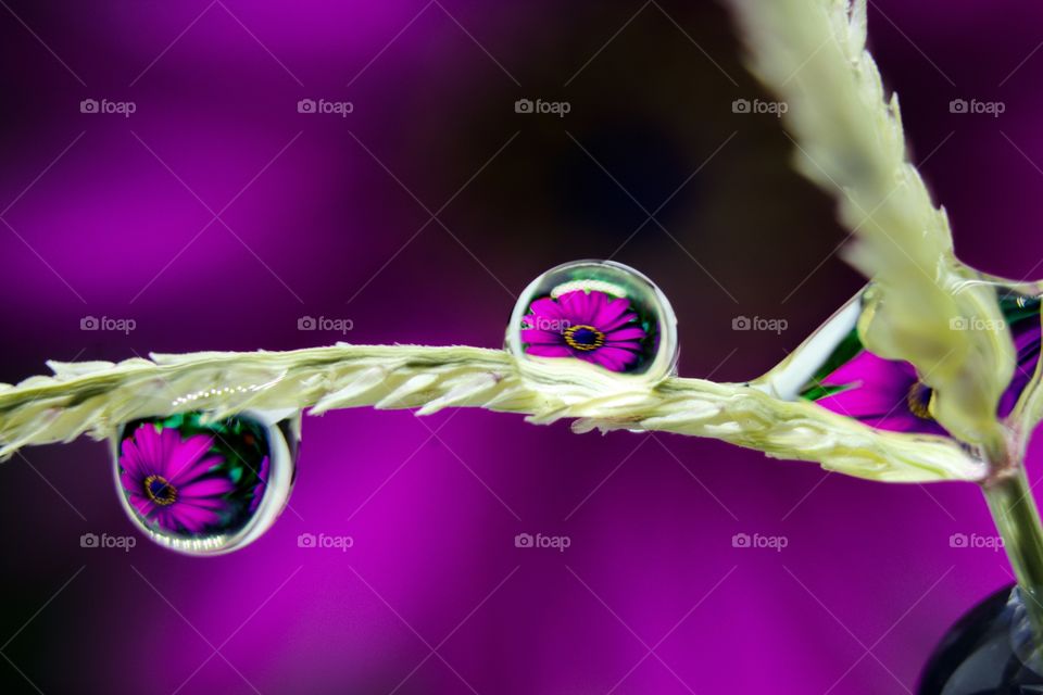 flower reflection in water drops