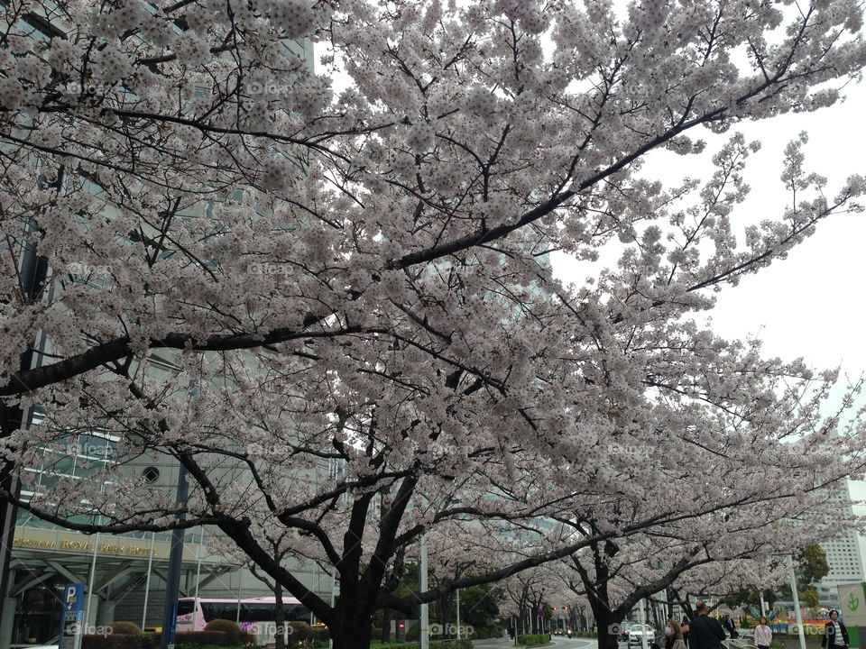 sakura. japan