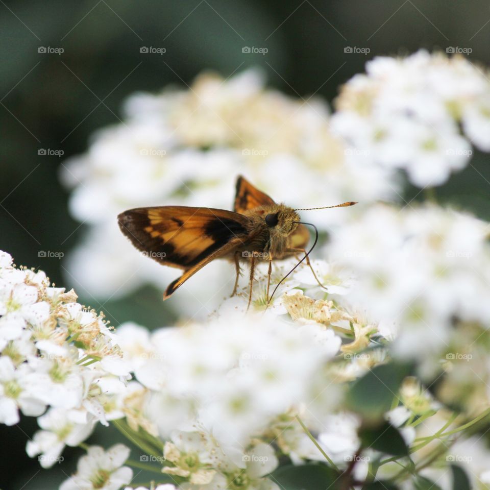 butterflies and blooms, it is springtime in Michigan!