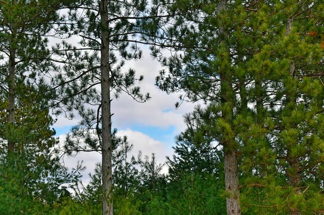Blue sky and puffy clouds through the trees