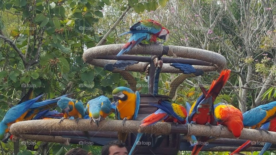 Bird, Parrot, Tropical, Wildlife, Zoo