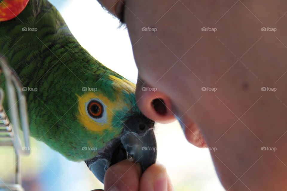 papagaio com homem