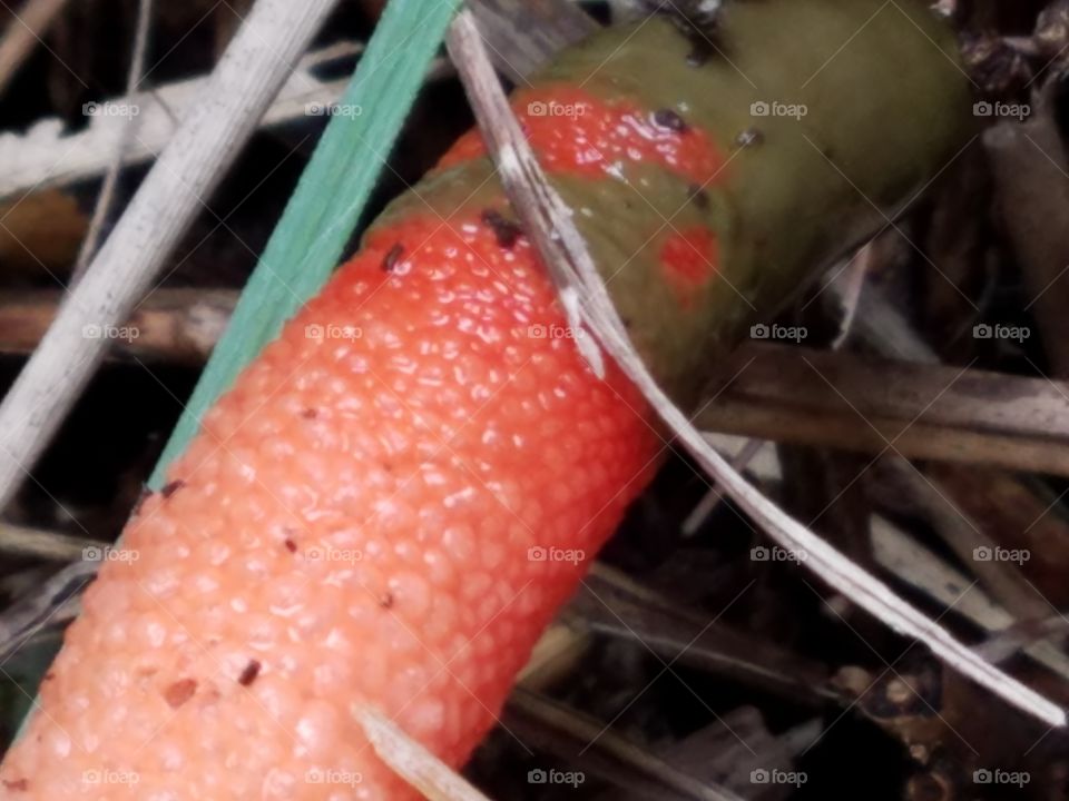 Elegant Stinkhorn