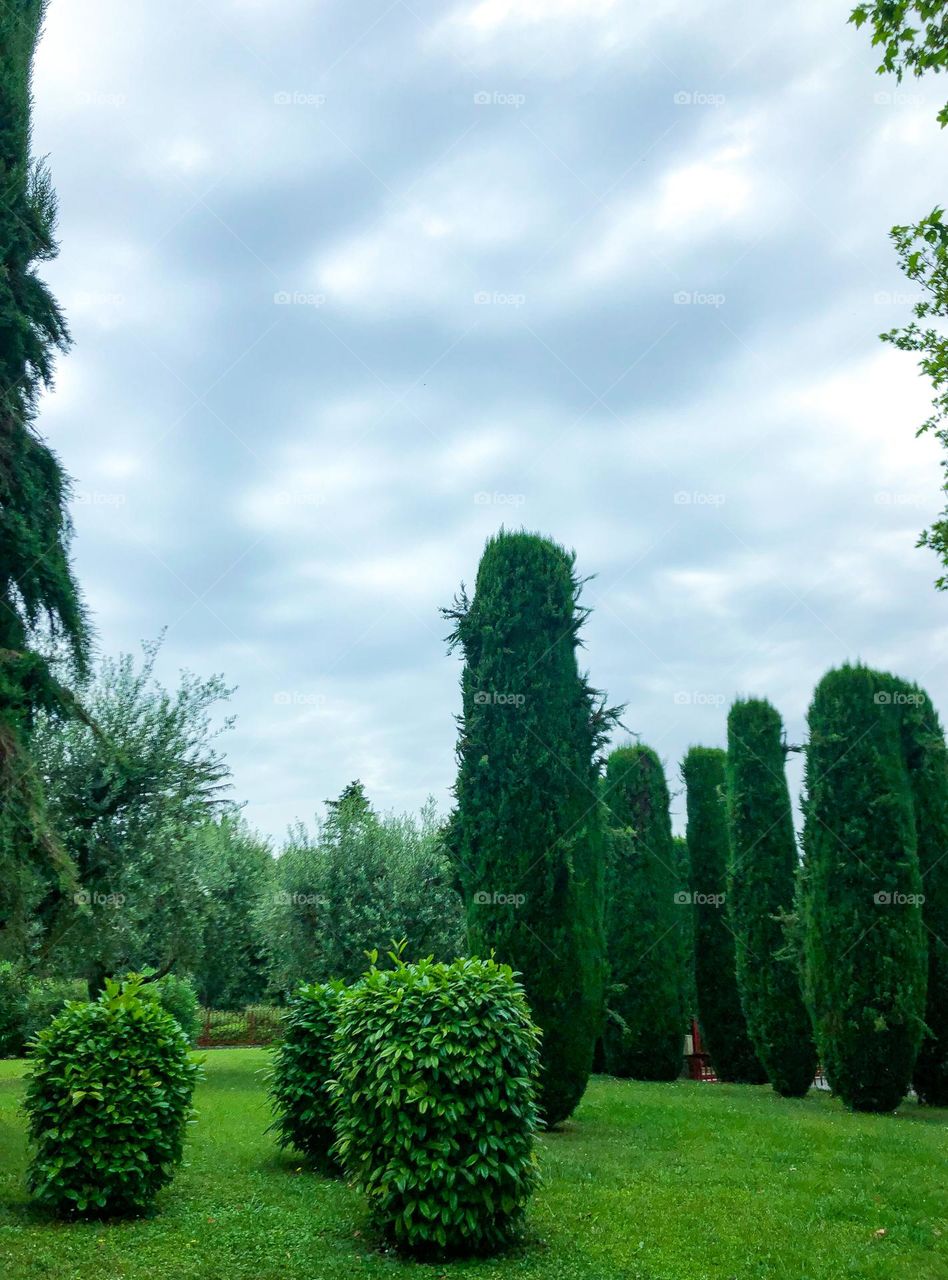 Green trees and buses, and green grass in Sirmione Italy