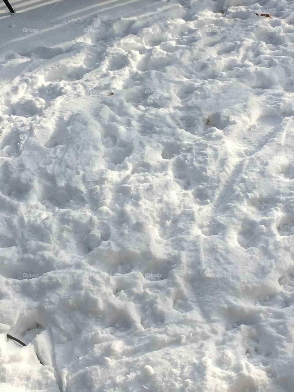 Animal tracks littering snow