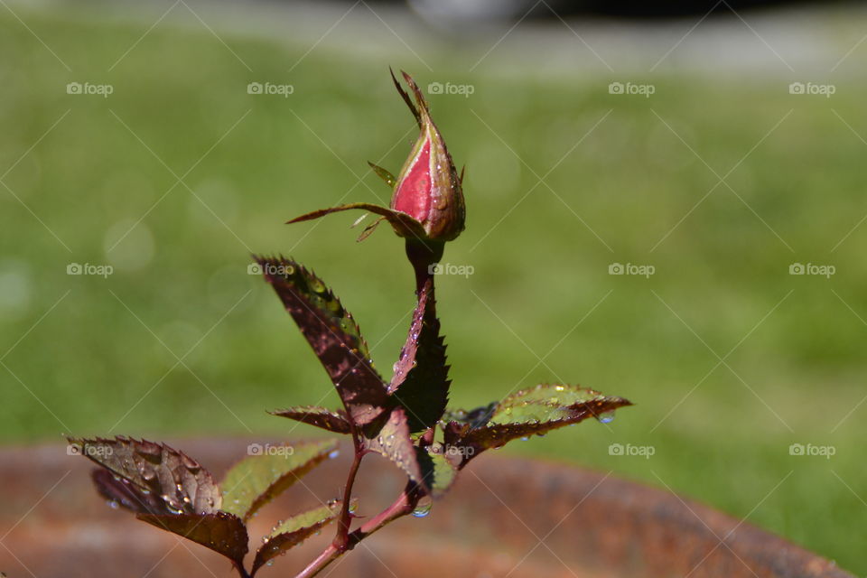 Rose knot . Will soon be a Beautiful red rose