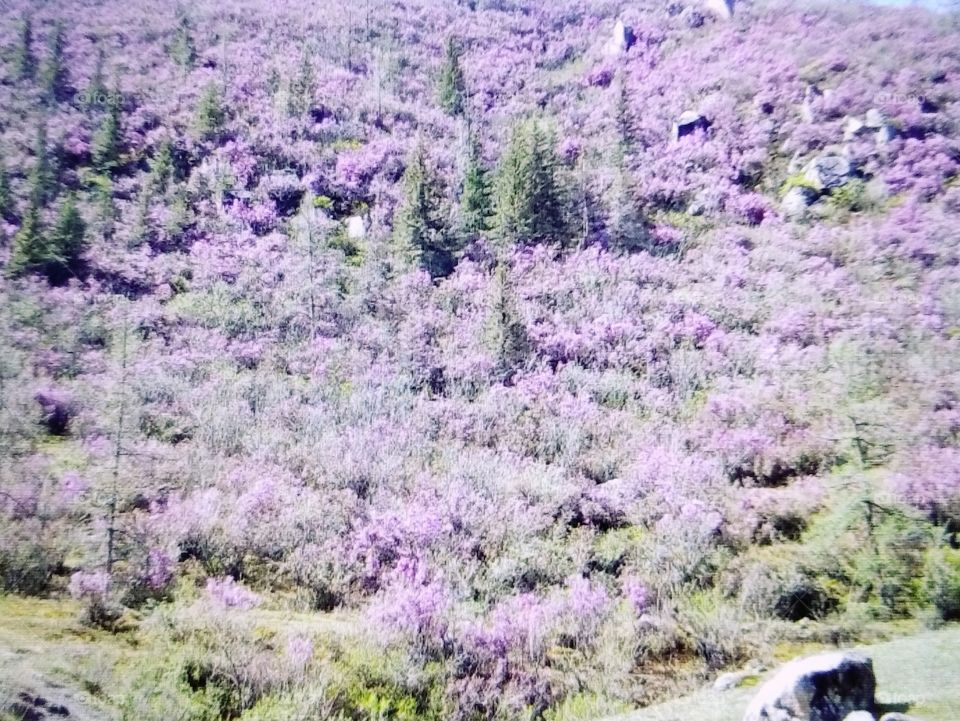 Маральник моральник altay retro