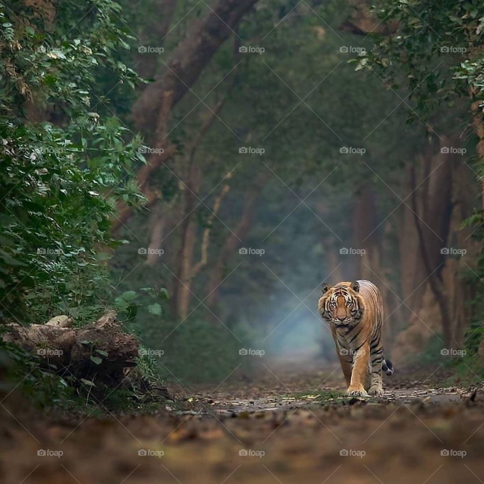The Royal walk in the forest