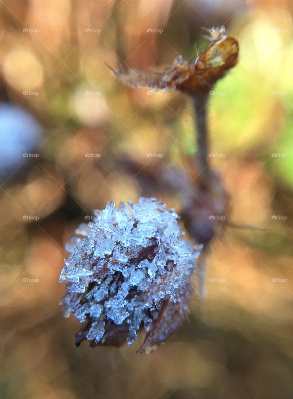 Frosty Bud 