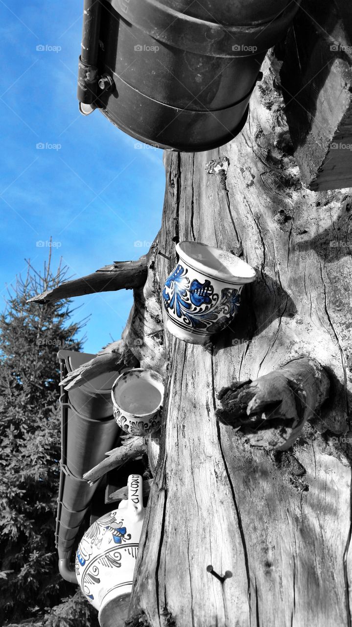 Cup hanging on tree trunk