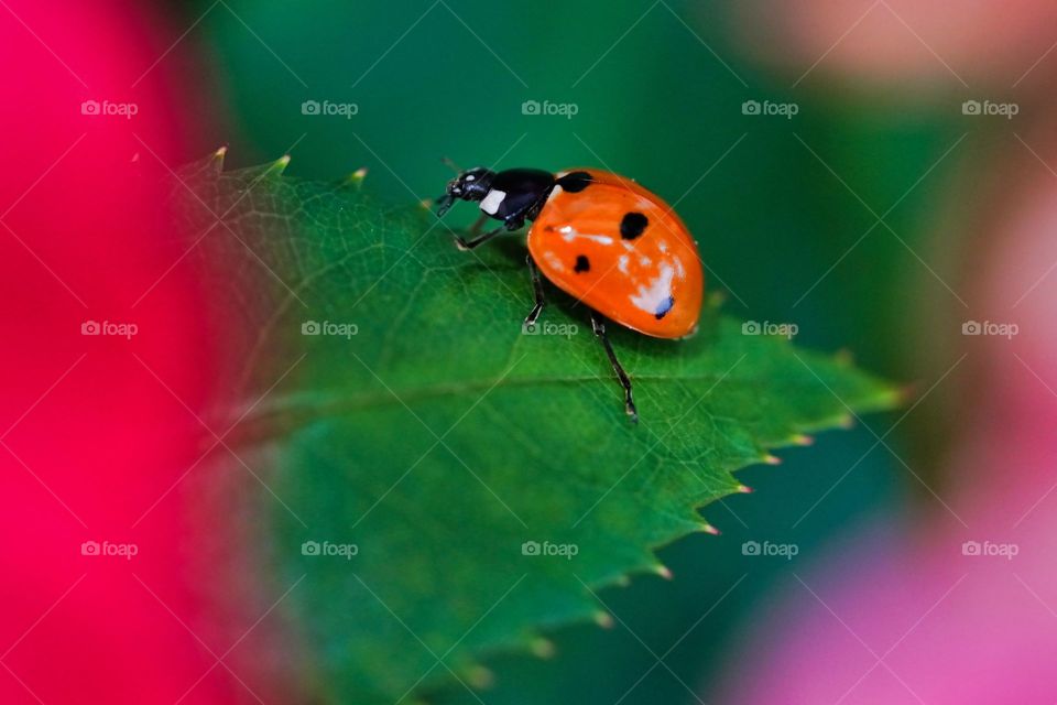ladybug