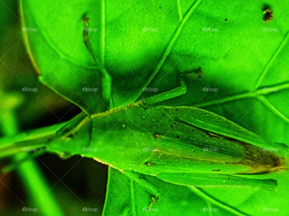 The camouflage of the grasshopper