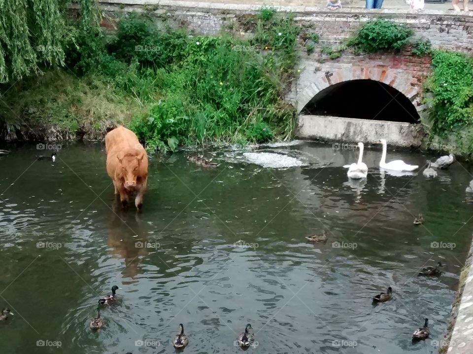 Cow with Swans