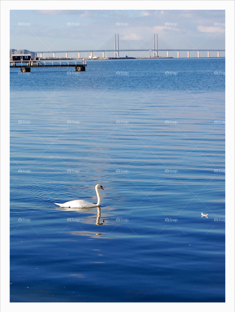 malmö öresundsbron svan by NinniHL