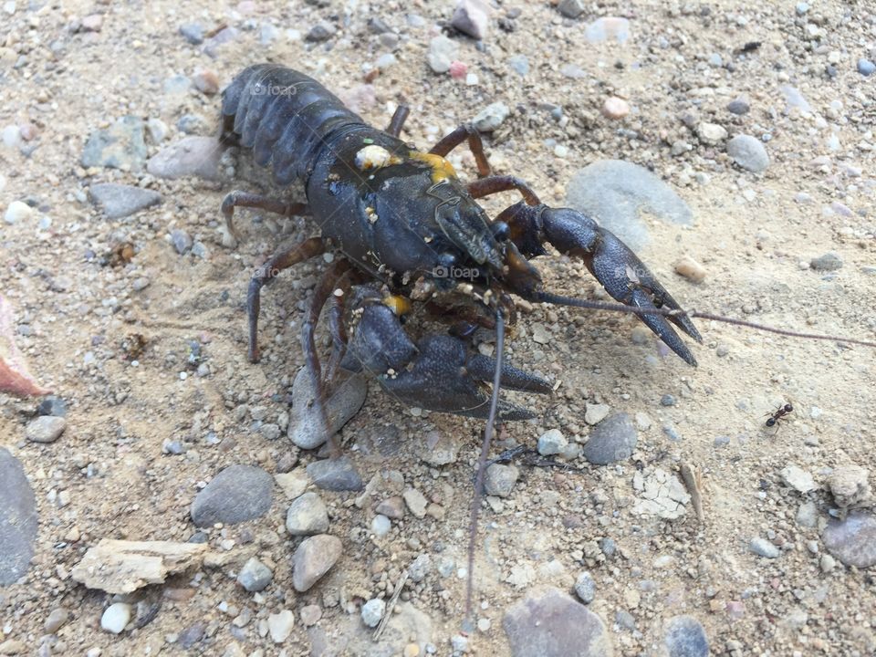 Crayfish 