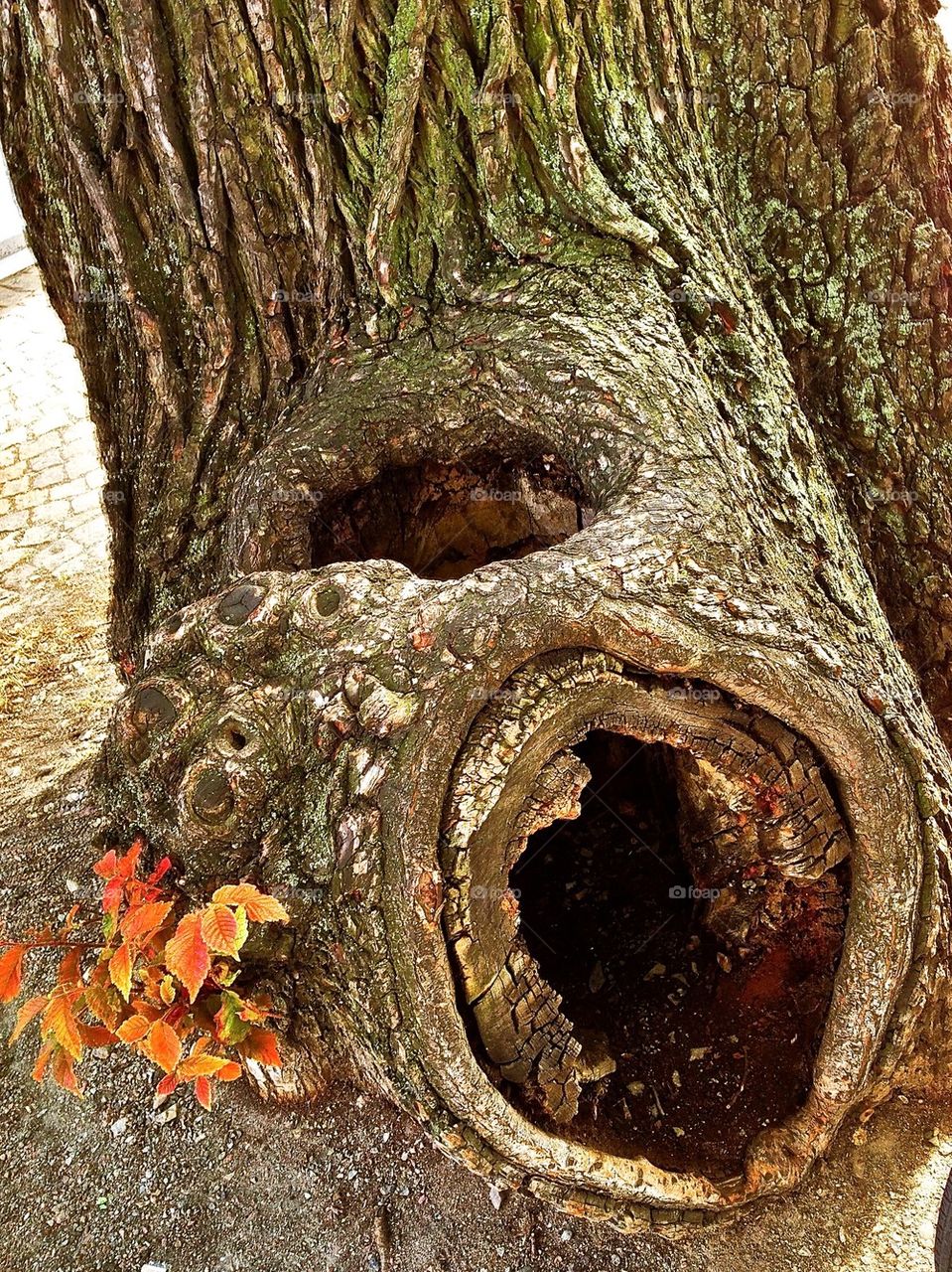 Tree trunk