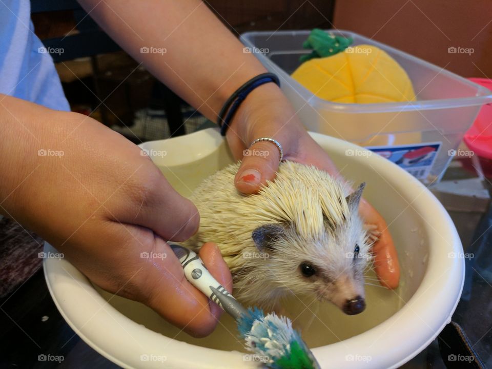 hedgehog bath time