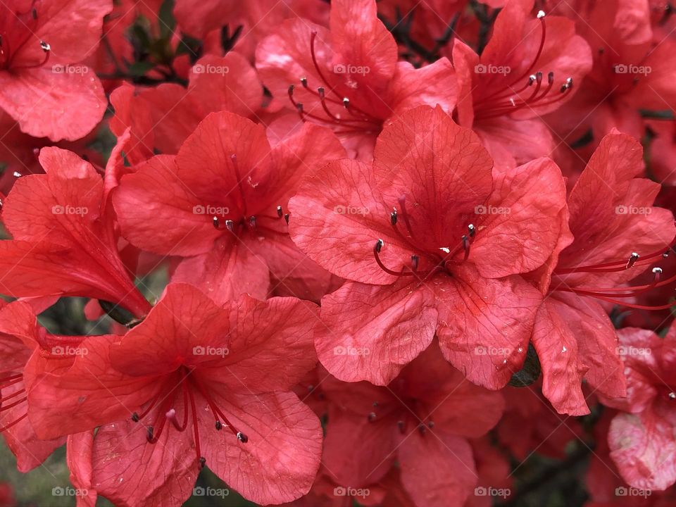 Red flowers. 