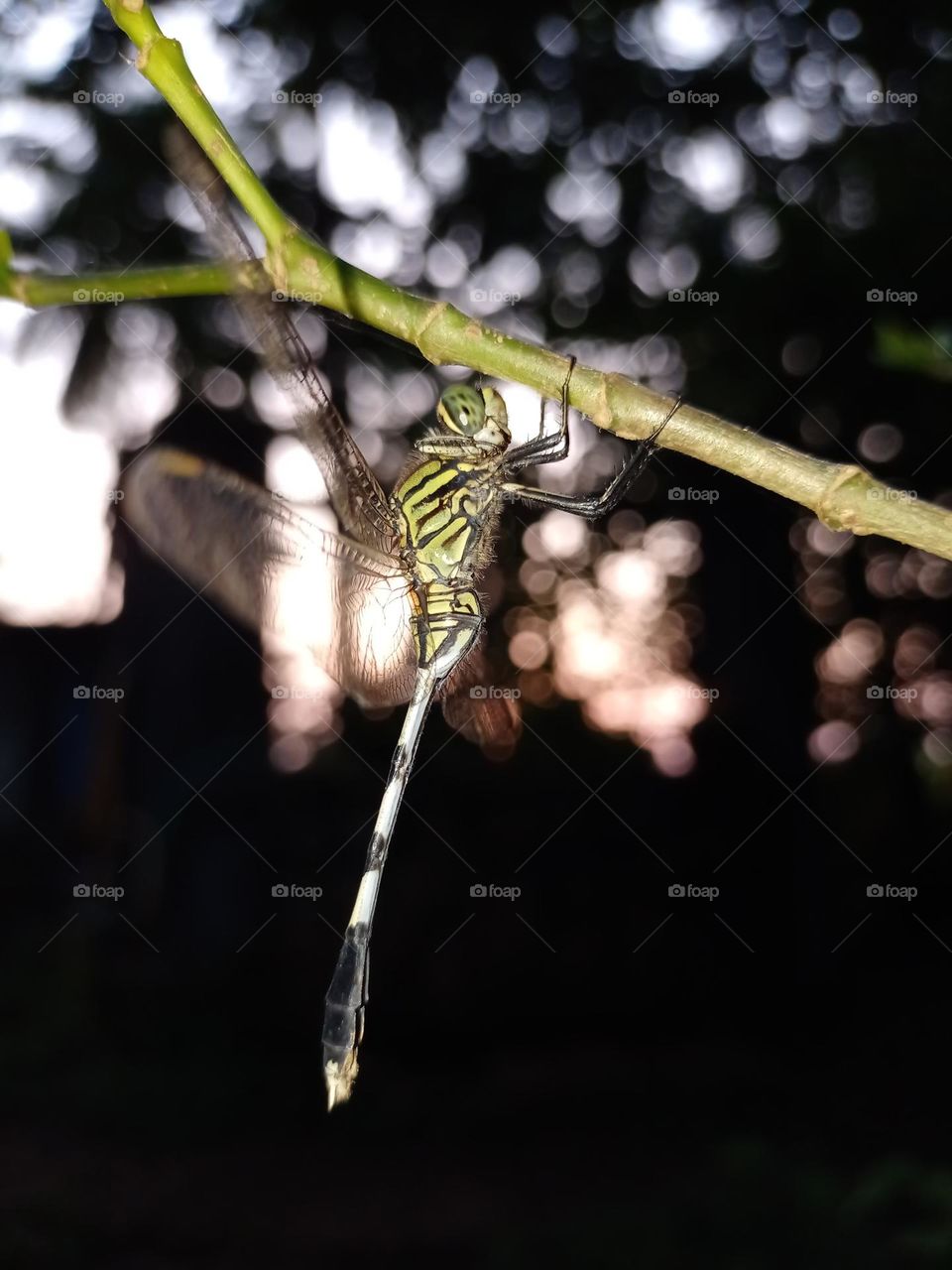 Indian Dregonfly is sitting on the plant with nice bouquet effect background clousup photo nature