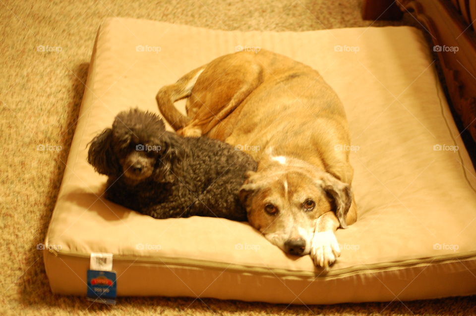 Scooby Doo and Sadie Mae