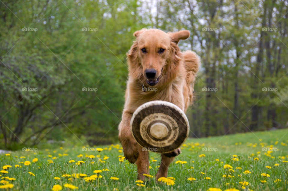 Golden retriever catching a frisbee in a bed of dandelions