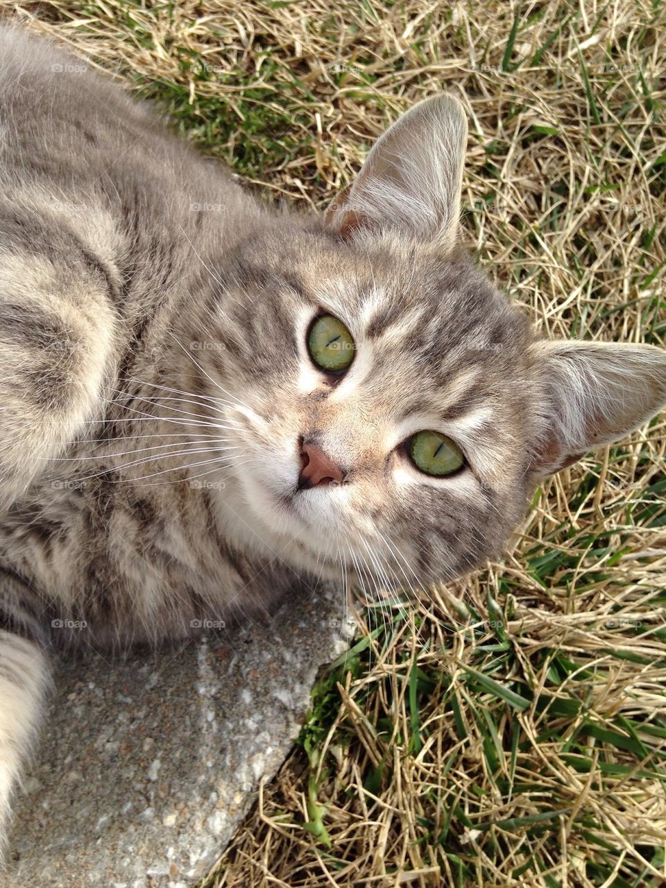 Portrait of cat