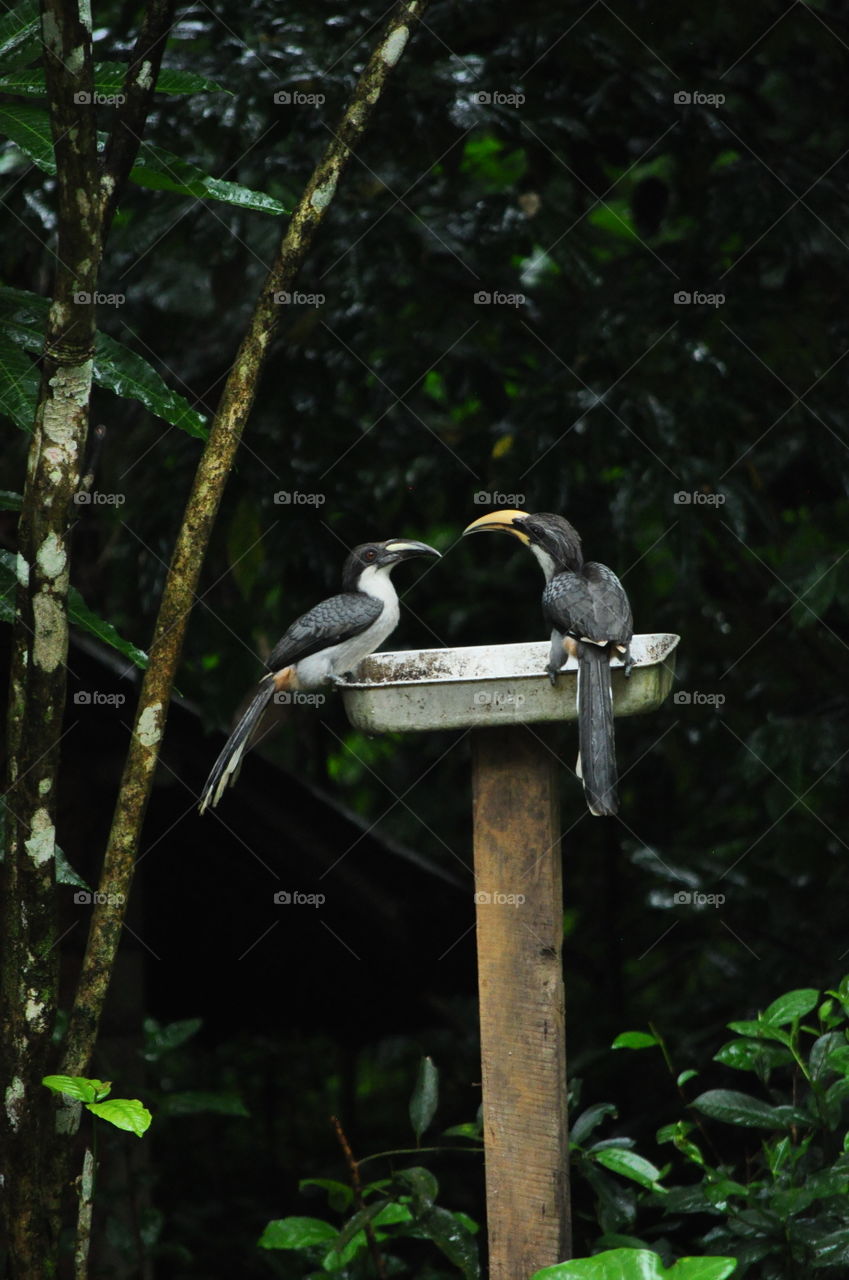 Lovely hornbill bird couple
