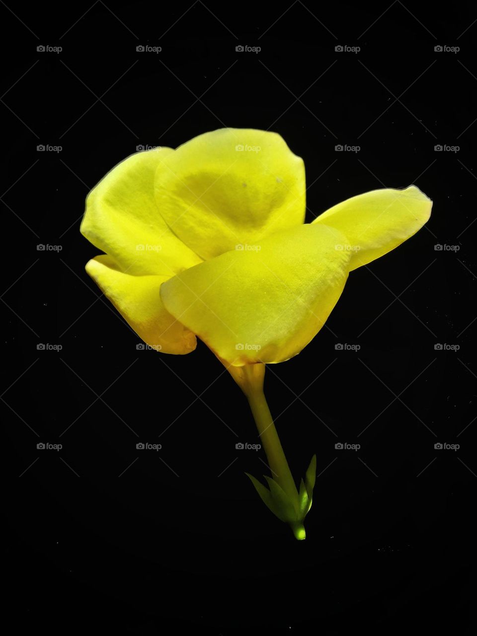 Yellow-Elder flower (চন্দ্রপ্রভা) Plant