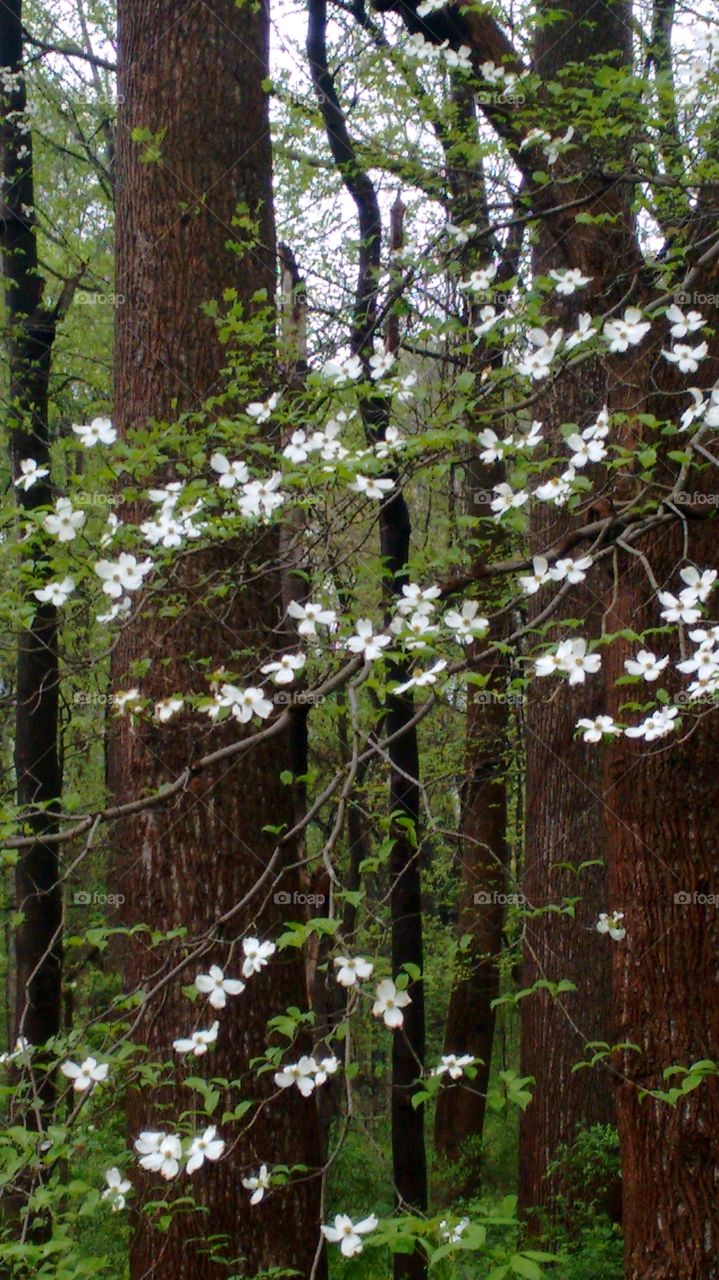 Dogwoods trees in  forest