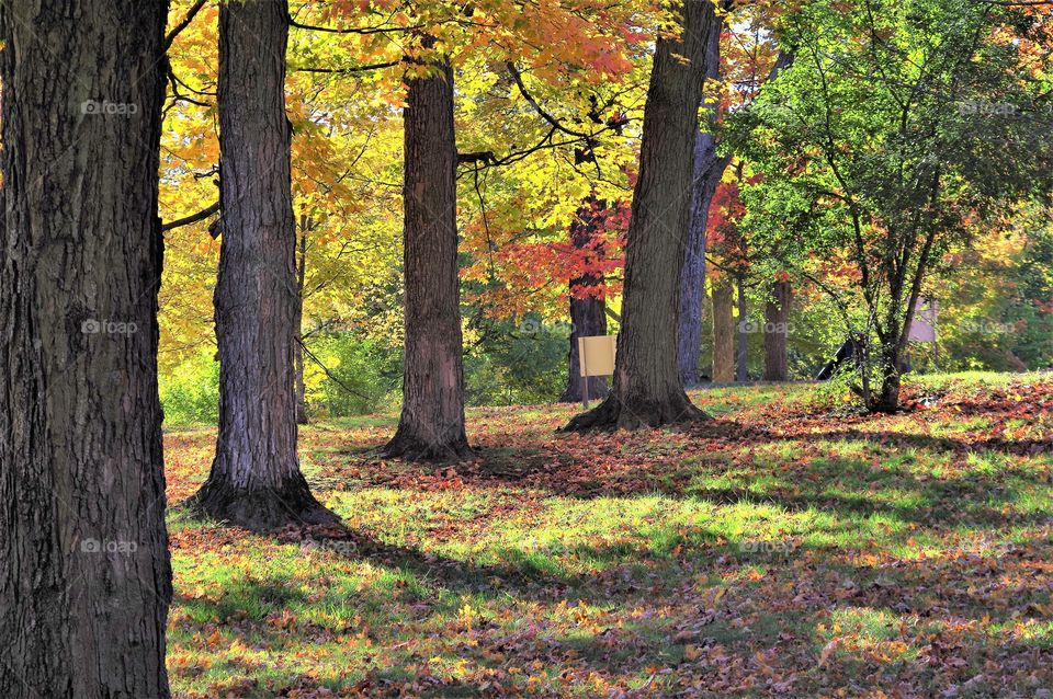 Fall Foliage in The Trees