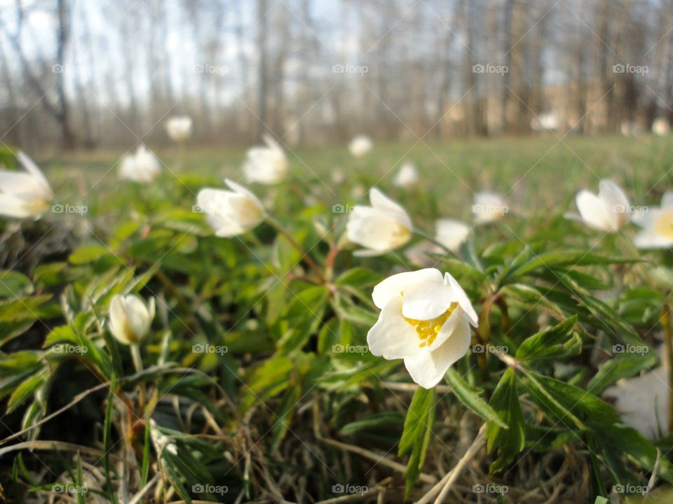 Nature, Flower, Flora, Leaf, Season