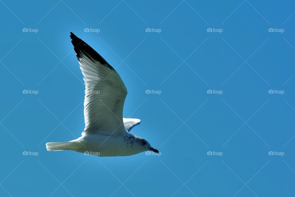 seagull