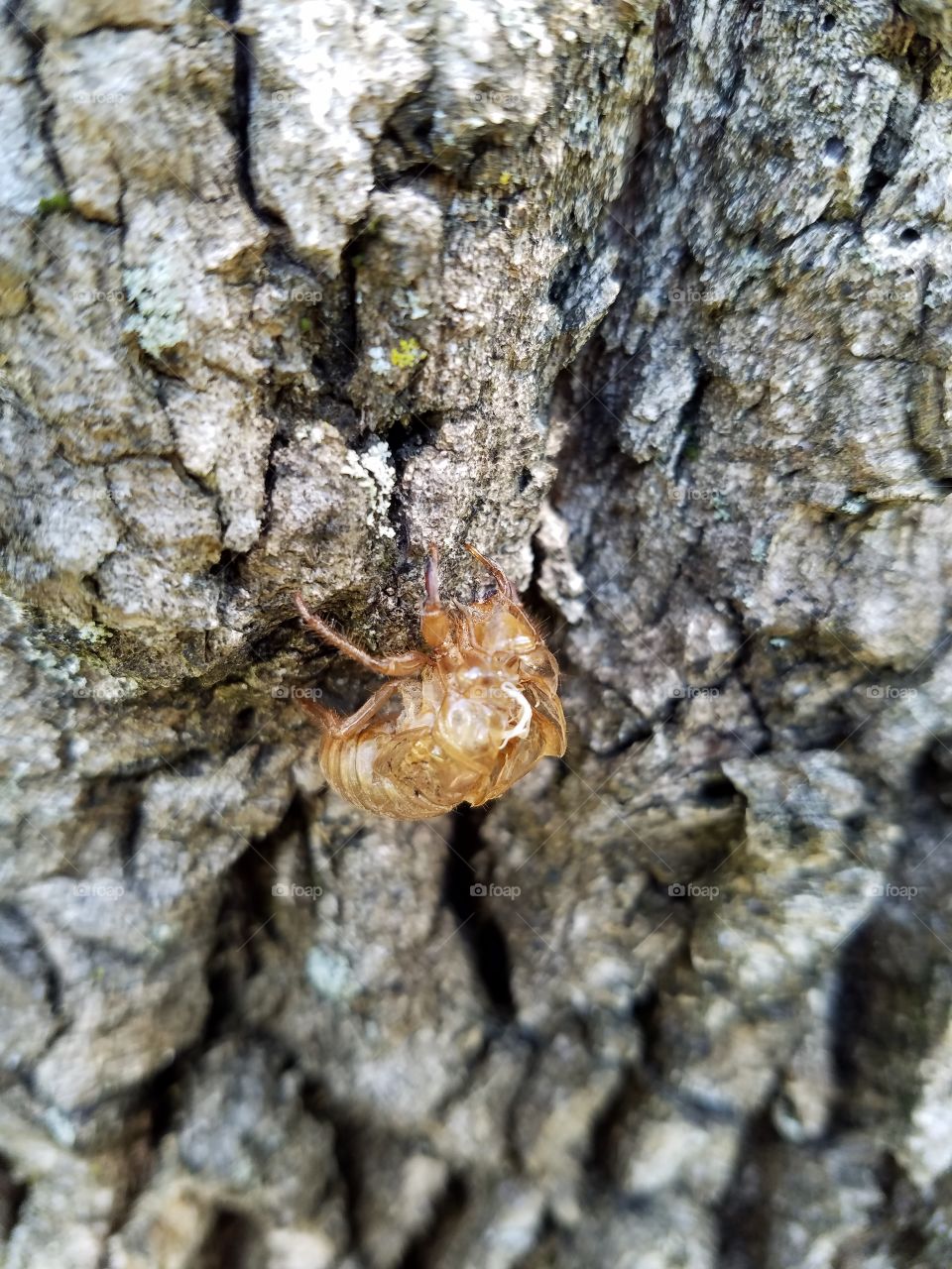 cicada shell